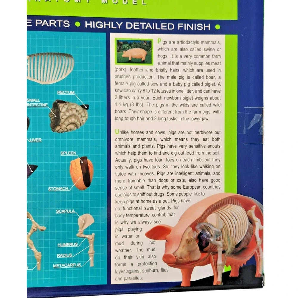 4D Vision Pig‎ Anatomy Model